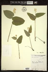 Maianthemum canadense var. interius image