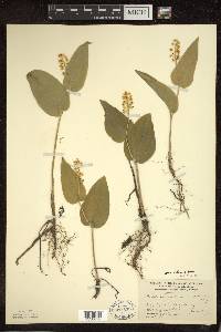 Maianthemum canadense var. interius image