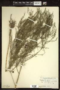 Asparagus officinalis image