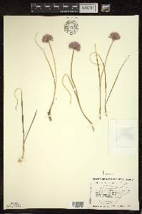 Allium schoenoprasum image