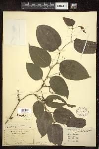 Smilax tamnoides image