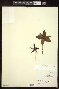 Trillium erectum image