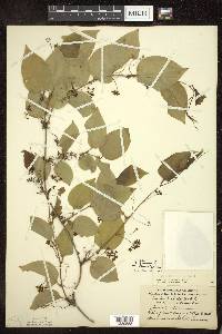 Smilax tamnoides image