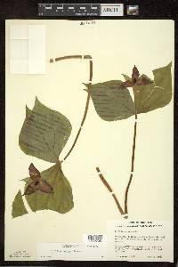 Trillium erectum image