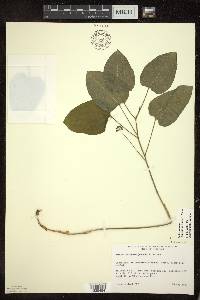 Smilax ecirrhata image