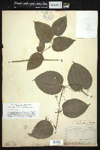 Smilax tamnoides image