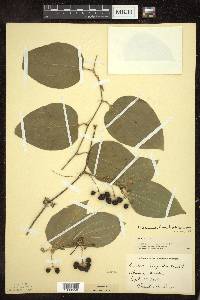 Smilax tamnoides image