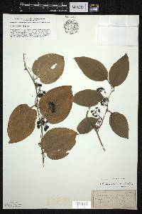 Smilax tamnoides image