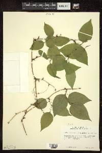 Smilax tamnoides image