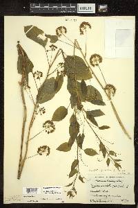 Smilax illinoensis image