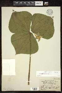 Trillium cernuum image