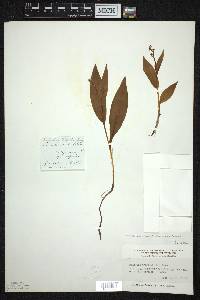 Maianthemum trifolium image