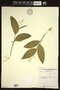 Maianthemum trifolium image