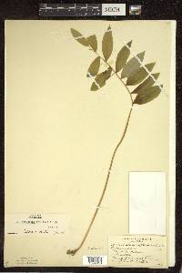 Polygonatum pubescens image