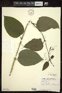 Smilax tamnoides image