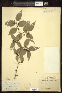 Smilax tamnoides image