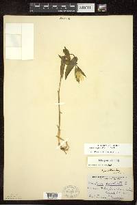 Uvularia grandiflora image