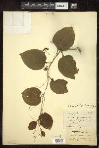 Smilax tamnoides image