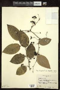 Smilax tamnoides image