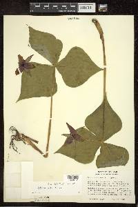 Trillium erectum image