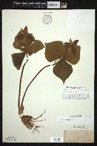 Trillium erectum image