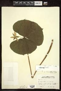 Trillium cernuum image