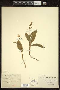 Maianthemum trifolium image
