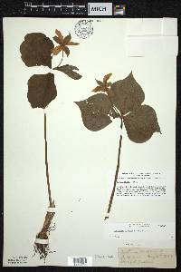 Trillium flexipes image