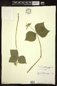 Trillium cernuum image