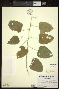 Smilax lasioneura image