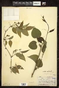 Smilax tamnoides image