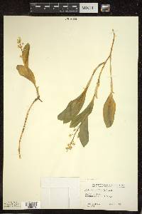 Maianthemum trifolium image