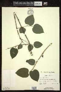 Smilax tamnoides image