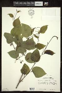 Smilax tamnoides image