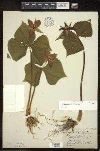 Trillium erectum image