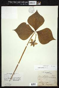 Trillium cernuum image