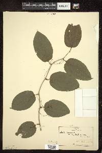 Smilax tamnoides image