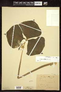 Trillium cernuum image