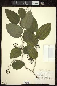 Smilax tamnoides image