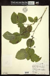 Smilax tamnoides image