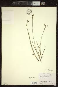 Sisyrinchium montanum image