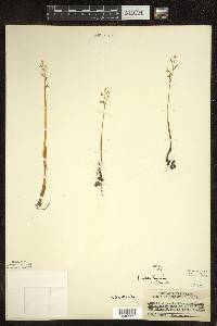 Corallorhiza trifida var. trifida image