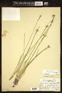 Sisyrinchium montanum image