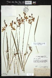 Calopogon tuberosus image