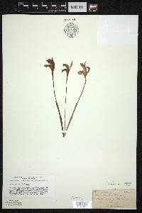 Arethusa bulbosa image