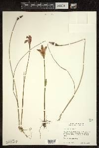 Arethusa bulbosa image