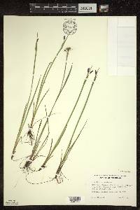 Sisyrinchium montanum image