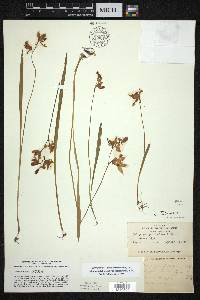 Calopogon tuberosus image