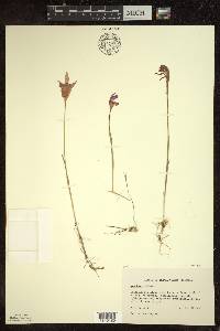 Arethusa bulbosa image