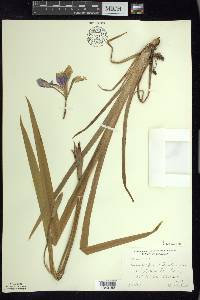 Iris virginica image